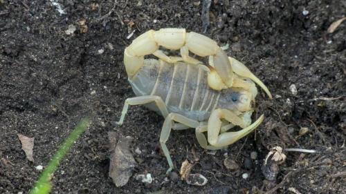 Buthus balmensis